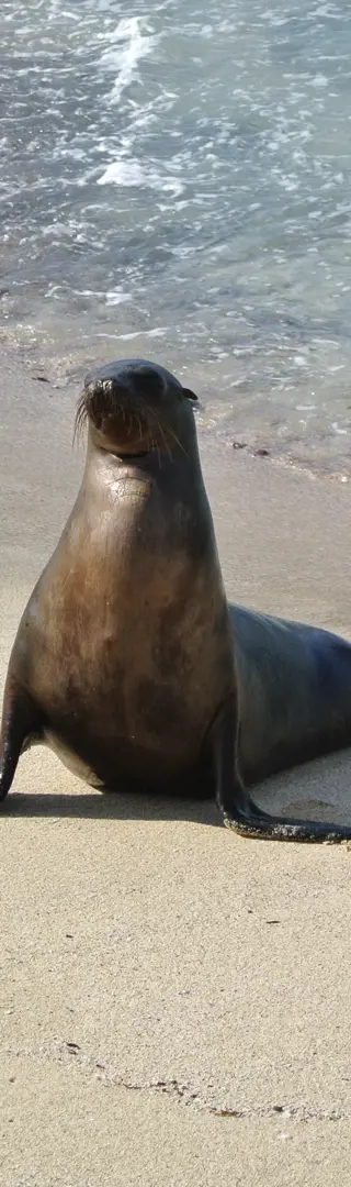 Seelöwen